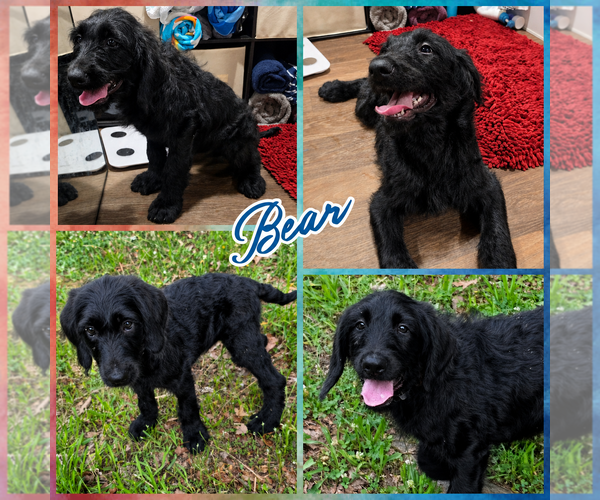 Medium Photo #1 Goldendoodle Puppy For Sale in Blacksburg, SC, USA