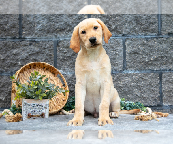 Medium Photo #43 Labrador Retriever Puppy For Sale in MILLERSBURG, OH, USA