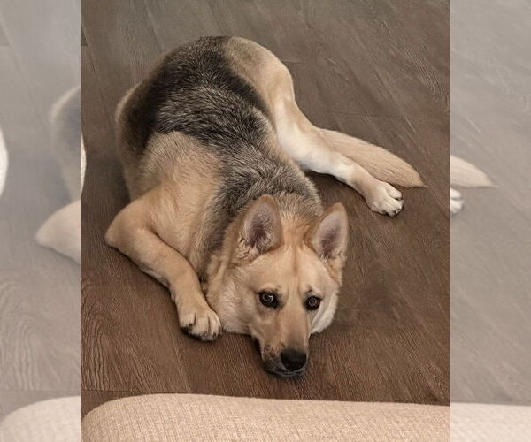 Medium Photo #3 Siberian Husky-Unknown Mix Puppy For Sale in Dana Point, CA, USA