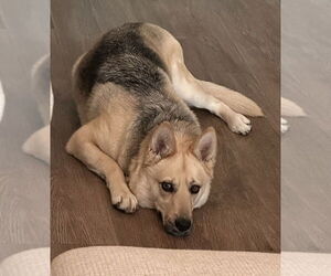 Sunny - Female Siberian Husky-Unknown Mix Dog for Adoption - Photo #3
