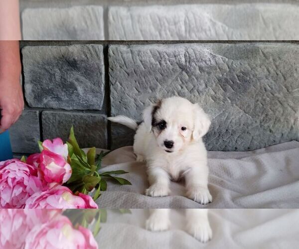 Medium Photo #9 Poodle (Miniature)-Saint Bernard Mix Puppy For Sale in SUGARCREEK, OH, USA