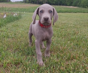 Weimaraner Puppy for Sale in LEWISBURG, Kentucky USA