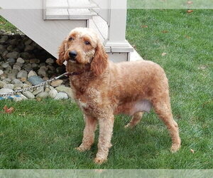 Mother of the Goldendoodle (Miniature) puppies born on 03/13/2026