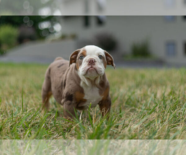 Medium Photo #1 Bulldog Puppy For Sale in WARSAW, IN, USA