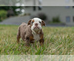 Small Photo #1 Bulldog Puppy For Sale in WARSAW, IN, USA