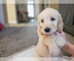 Small #7 Goldendoodle