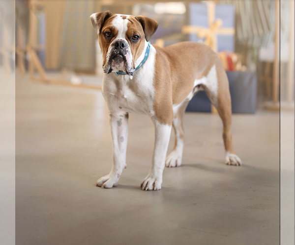 Medium Photo #1 Olde Bulldog Puppy For Sale in Marina Del Rey, CA, USA