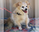 Small #1 Papillon Mix
