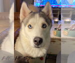 Small #1 Siberian Husky