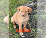 Small Labrador Retriever Mix
