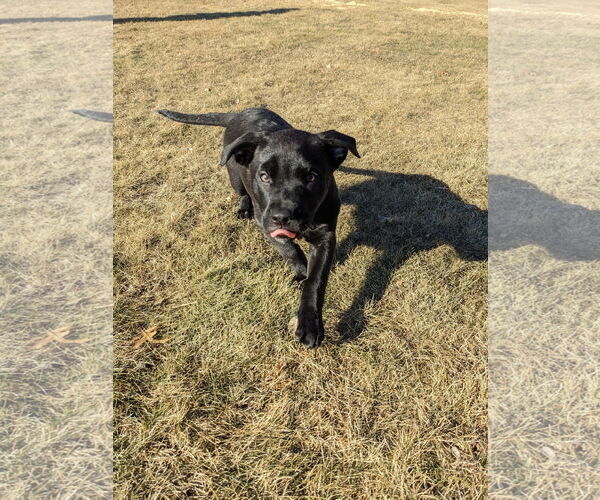 Medium Photo #6 Mutt Puppy For Sale in St. Louis Park, MN, USA