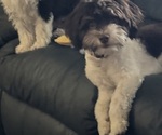 Small Havanese