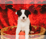 Puppy Puppy 3 Border Collie
