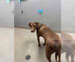 Small Doberman Pinscher Mix