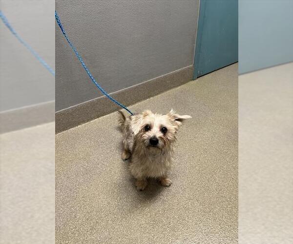 Medium Photo #1 Mutt Puppy For Sale in Las Vegas, NV, USA