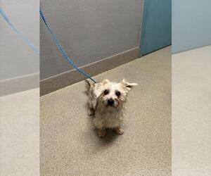 Mutt Dogs for adoption in Las Vegas, NV, USA