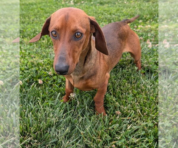Medium Photo #1 Dachshund Puppy For Sale in Shelbyville, TN, USA