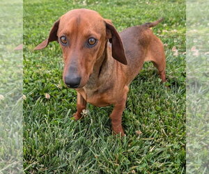 Dachshund Dogs for adoption in Shelbyville, TN, USA