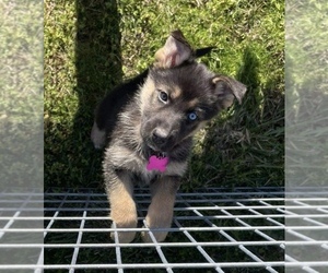 German Shepherd Dog-Siberian Husky Mix Puppy for sale in WEST PLAINS, MO, USA