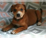 Small #15 Labrador Retriever Mix