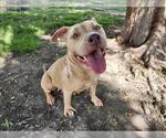 Small #1 American Pit Bull Terrier