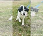 Small #8 Australian Shepherd Mix