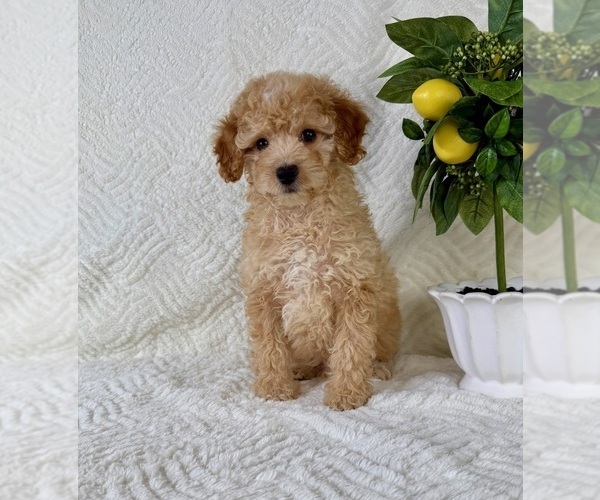 Medium Photo #5 Cock-A-Poo Puppy For Sale in GREENFIELD, IN, USA