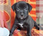 Small Photo #4 Labrador Retriever-Unknown Mix Puppy For Sale in San Diego, CA, USA
