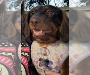 Mother of the Dachshund puppies born on 07/31/2026