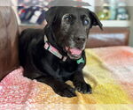 Small #1 Mutt