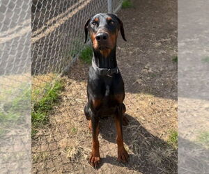 Doberman Pinscher Dogs for adoption in Lakewood, CO, USA