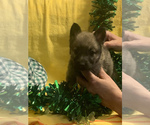 Small Photo #2 German Shepherd Dog Puppy For Sale in STATESBORO, GA, USA