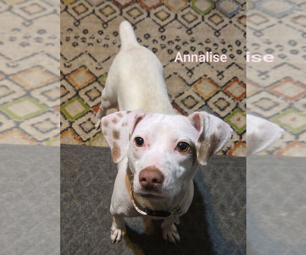 Medium Photo #1 Mutt Puppy For Sale in Topeka, KS, USA