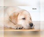Puppy 2 Labrador Retriever