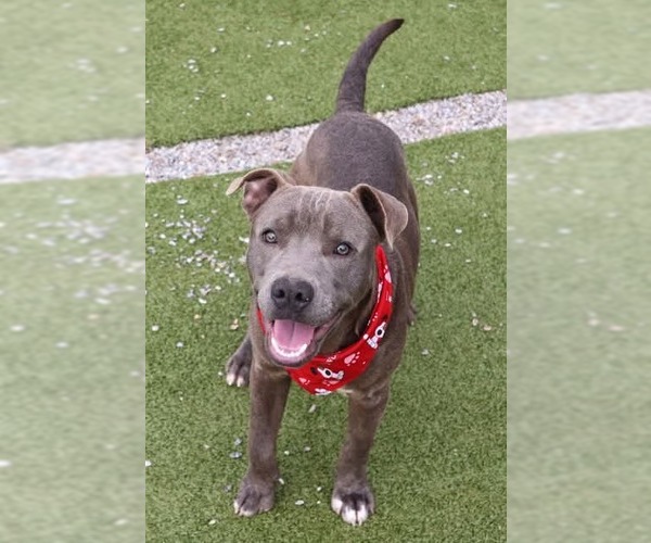 Medium Photo #2 Labrador Retriever-Unknown Mix Puppy For Sale in Rockaway, NJ, USA