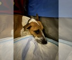 Small #11 Mutt