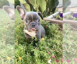Faux Frenchbo Bulldog Puppy for sale in FREDONIA, KS, USA
