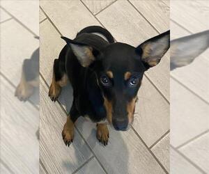 Miniature Pinscher-Unknown Mix Dogs for adoption in San Antonio, TX, USA