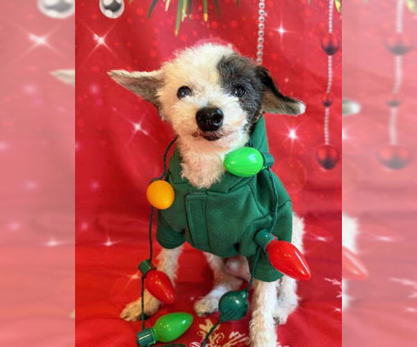 Medium Photo #7 Poodle (Toy)-Unknown Mix Puppy For Sale in Arlington, VA, USA