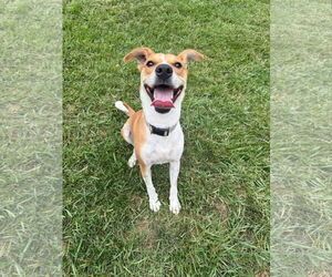 Mutt Dogs for adoption in Germantown, OH, USA