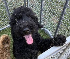 Poodle (Standard) Puppy for sale in ARKOMA, OK, USA