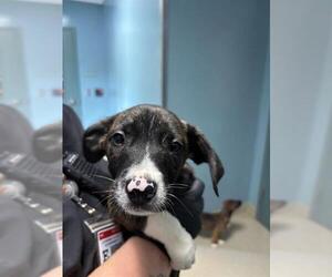 Boxer Dogs for adoption in Newton, NC, USA