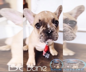 French Bulldog Puppy for sale in EASTVALE, CA, USA
