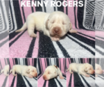 Puppy Kenny Rogers Labrador Retriever