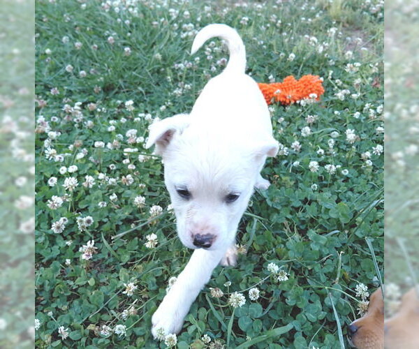 Medium Photo #5 Borador Puppy For Sale in Rutherfordton, NC, USA