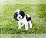 Small Photo #1 Cocker Spaniel Puppy For Sale in MILLERSBURG, IN, USA