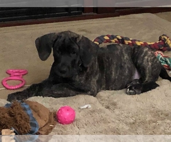 Medium Photo #1 Great Dane Puppy For Sale in MOUNT PLEASANT, WI, USA