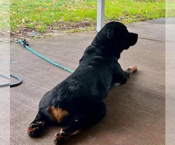 Medium Photo #3 Rottweiler Puppy For Sale in Orange Grove, TX, USA
