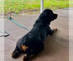 Small #2 Rottweiler