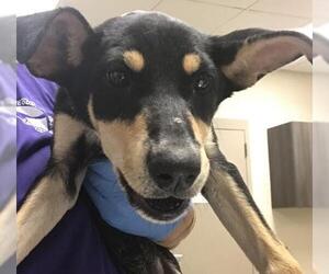 Labrador Retriever-Unknown Mix Dogs for adoption in Conroe, TX, USA